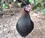 Olive Dongxiang x Marans naine