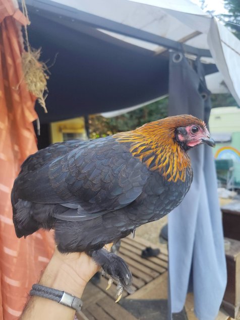 Olive Dongxiang x Marans naine