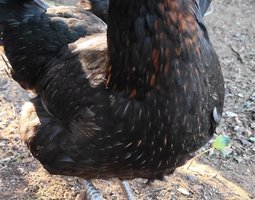 Olive Dongxiang x Marans GR