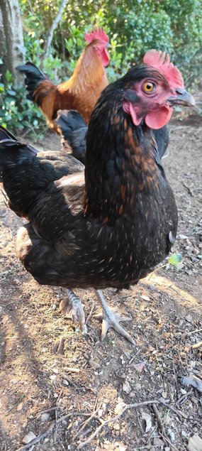 Olive Dongxiang x Marans GR