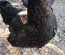 Olive Dongxiang x Marans GR