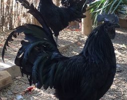 Ayam Cemani Bte 18 🥚 + 6 offert Qualité Rare