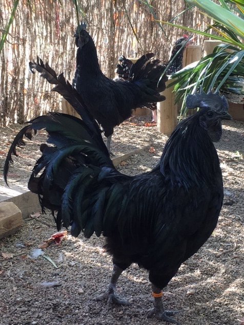 Ayam Cemani Bte 18 🥚 + 6 offert Qualité Rare