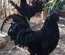 Ayam Cemani Bte 18 🥚 + 6 offert Qualité Rare
