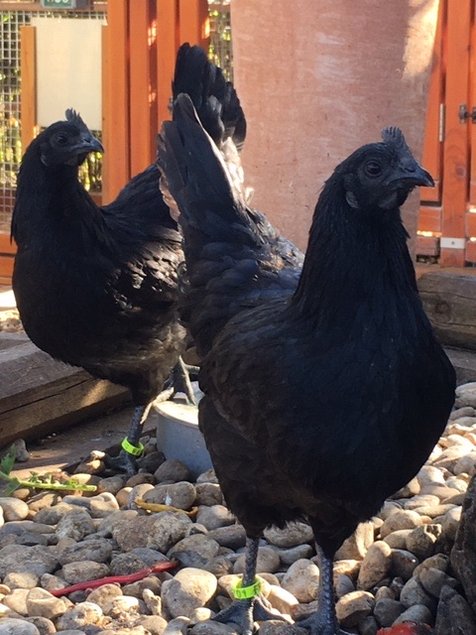 Ayam Cemani Bte 18 🥚 + 6 offert Qualité Rare