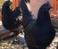 Ayam Cemani Bte 18 🥚 + 6 offert Qualité Rare