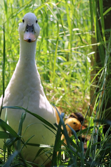 Canard Coureur Indien