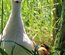 Canard Coureur Indien