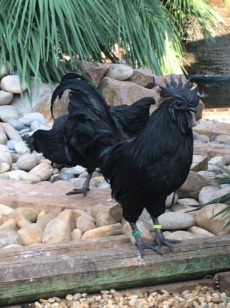 Ayam Cemani Bte 18 🥚 + 6 offert Qualité Rare