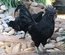 Ayam Cemani Bte 18 🥚 + 6 offert Qualité Rare