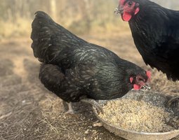 Oeufs fécondés Australorp noir GR
