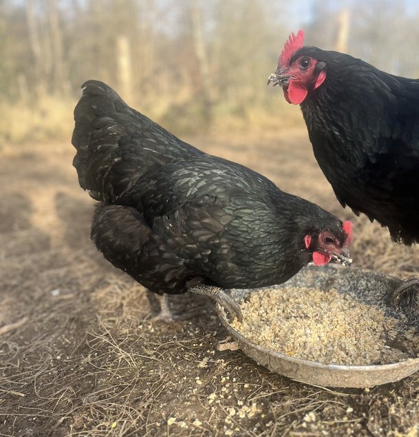 Oeufs fécondés Australorp noir GR