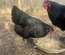 Oeufs fécondés Australorp noir GR