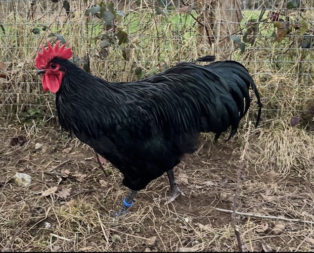 Oeufs fécondés Australorp noir GR