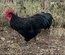 Oeufs fécondés Australorp noir GR