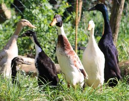Canard Coureur Indien
