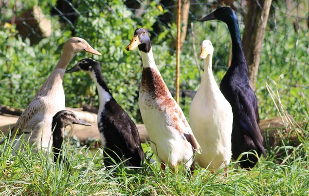 Canard Coureur Indien