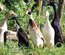 Canard Coureur Indien
