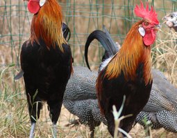 Poule Gauloise Dorée