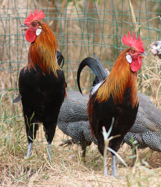 Poule Gauloise Dorée