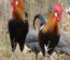 Poule Gauloise Dorée