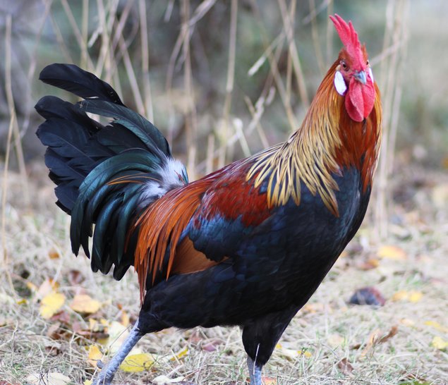 Poule Gauloise Dorée