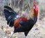 Poule Gauloise Dorée