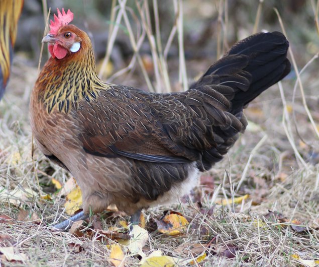 Poule Gauloise Dorée