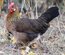 Poule Gauloise Dorée