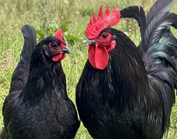 Oeufs fécondés de Noire de Janzé / JANZE spécial frelons (pure race) 🪶